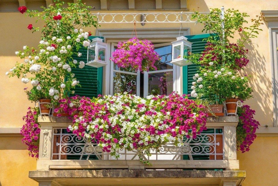 Цветы балконные цветущие