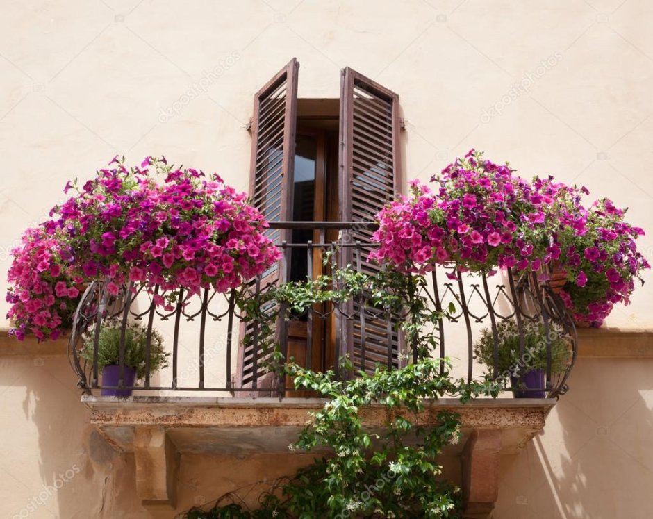 Итальянские балконы петуния