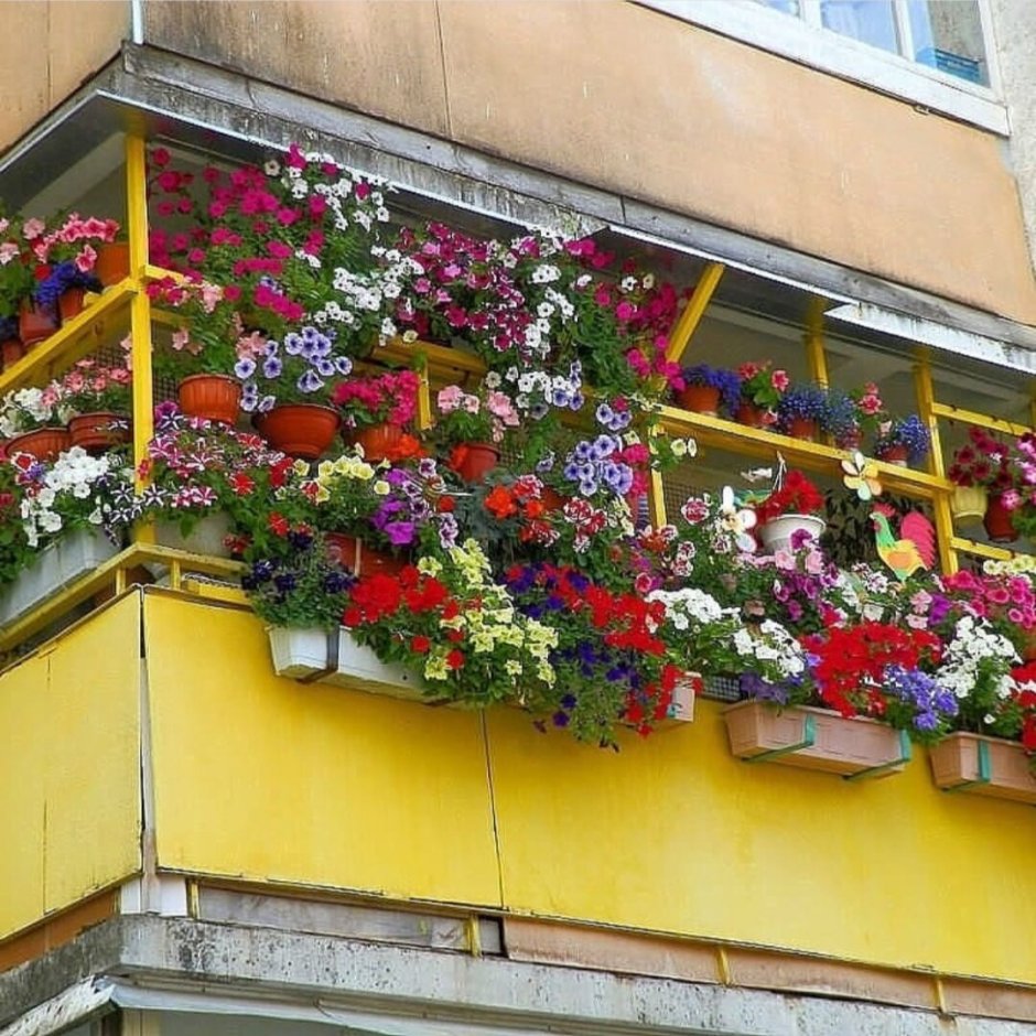 Цветы для украшения балкона