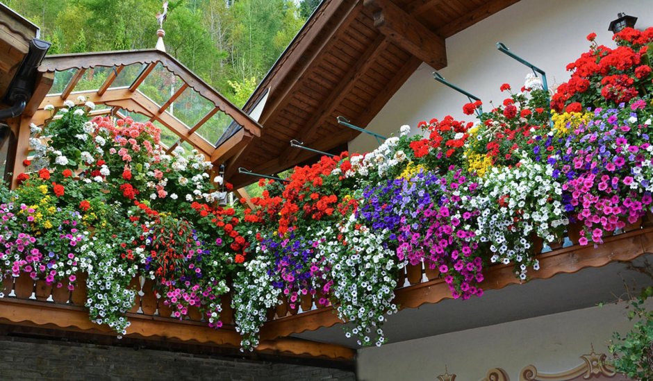 Однолетниемцветы на балкон