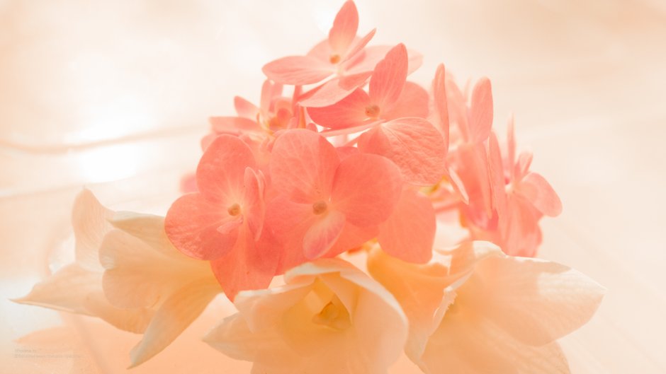 Персиковые цветы фон