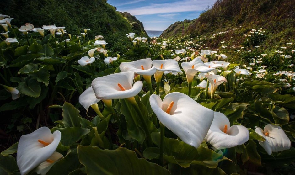 Цветы каллы в калифорнийской долине Calla Lily Valley