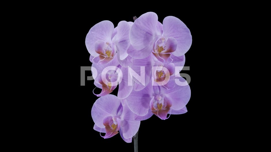 Орхидея Альфа
