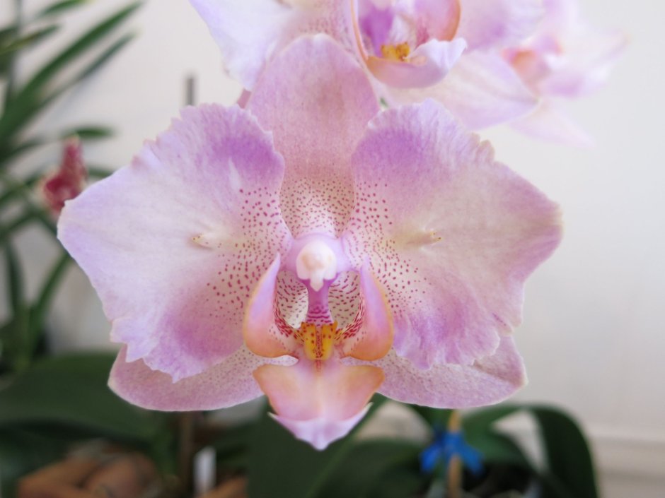 Phalaenopsis Жанет 'Janet'