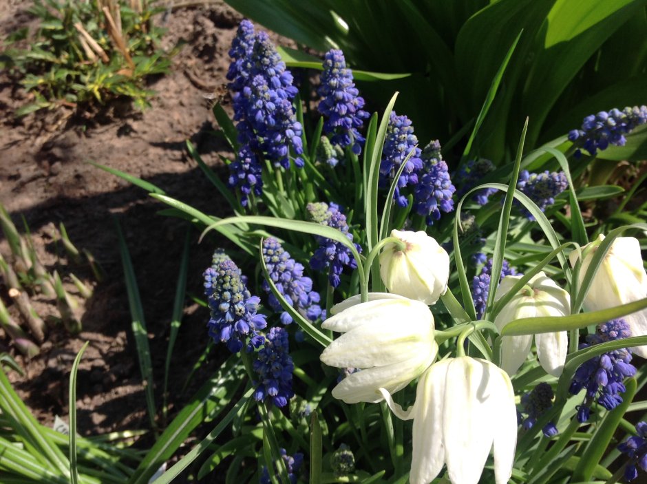 Белый цветок луковичный для сада