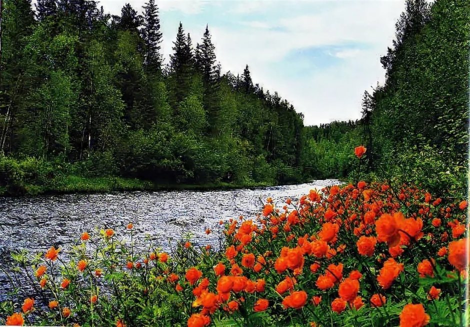 Лес Сибирь жарки