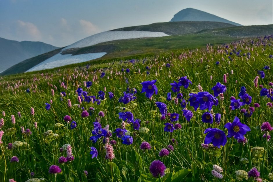 Альпийские Луга Хакасии