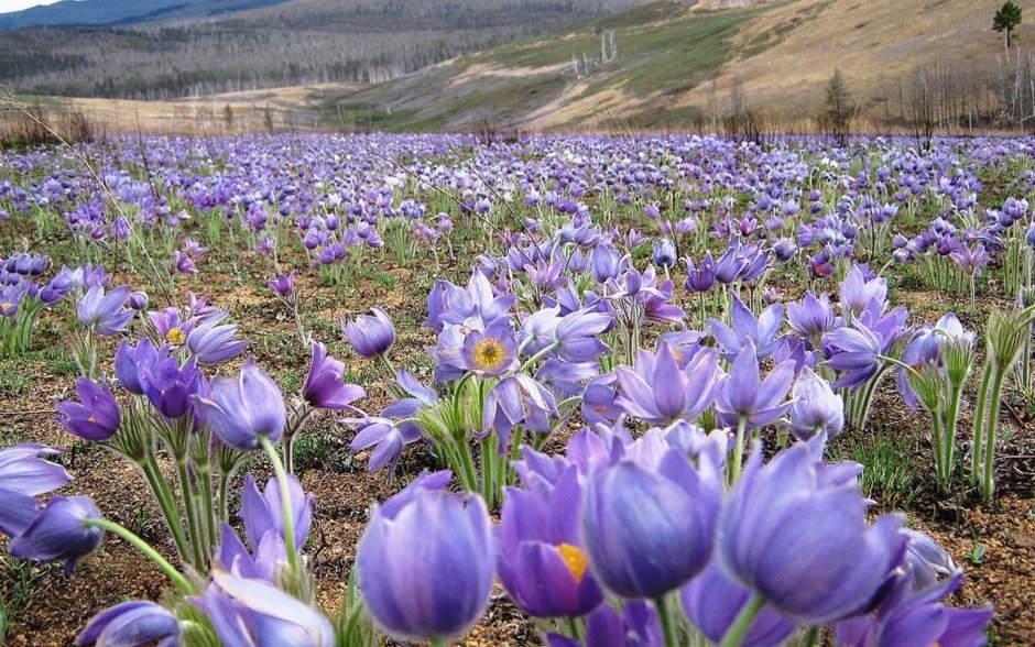 Ургульки Забайкалья