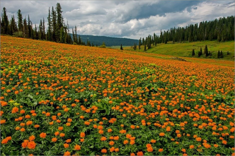 Сибирские Таежные цветы