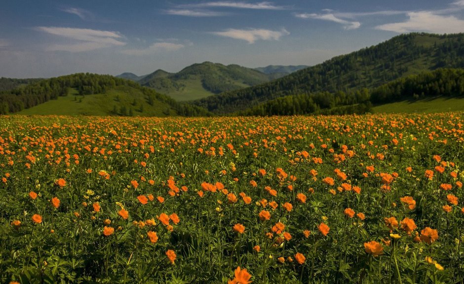 Жарки Хакасия