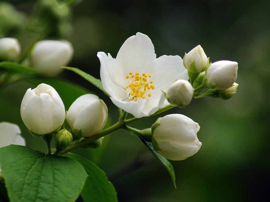 Жасмин цветок чубушник -