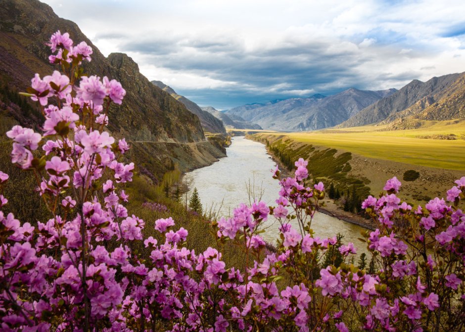 Алтайский маральник цветение