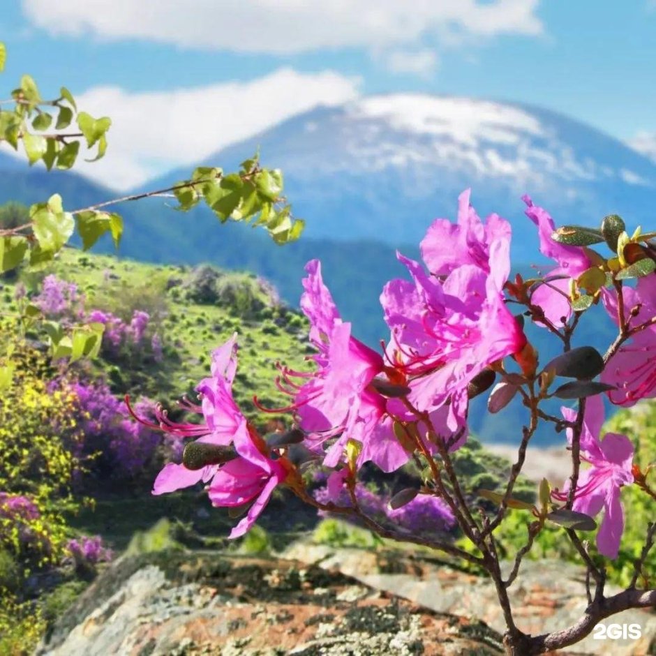Маральник горный Алтай цветет