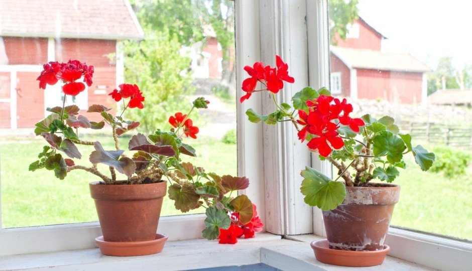 Цветы в горшках на окне