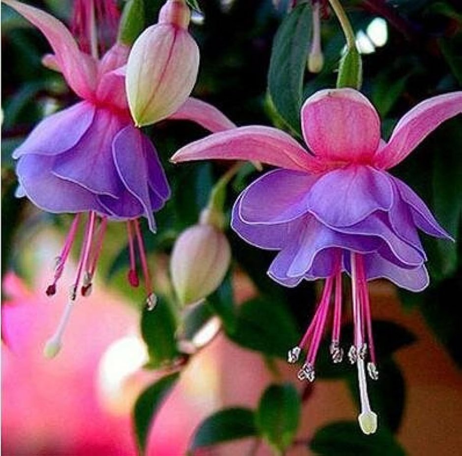 Комнатный цветок с розовыми колокольчиками