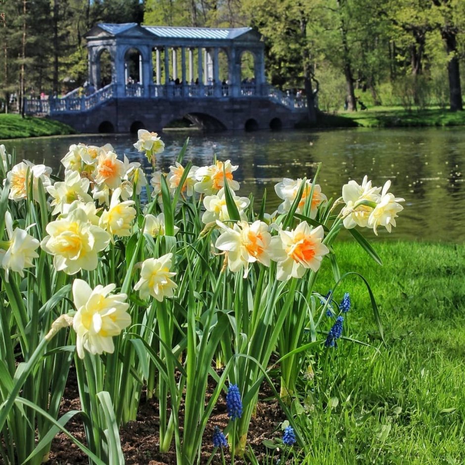 Екатерининский парк Санкт-Петербург Весна