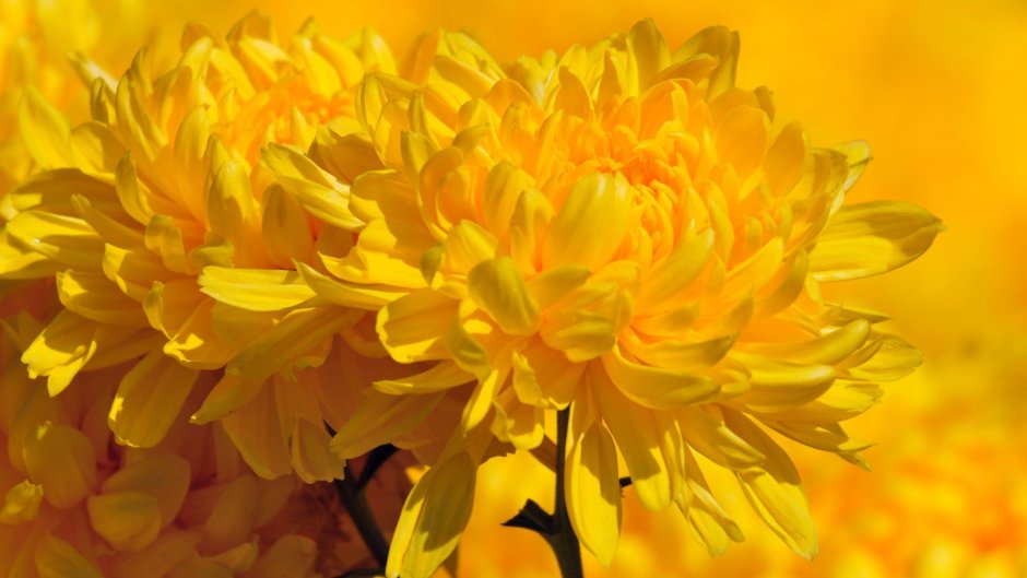 Крупные желтые цветы
