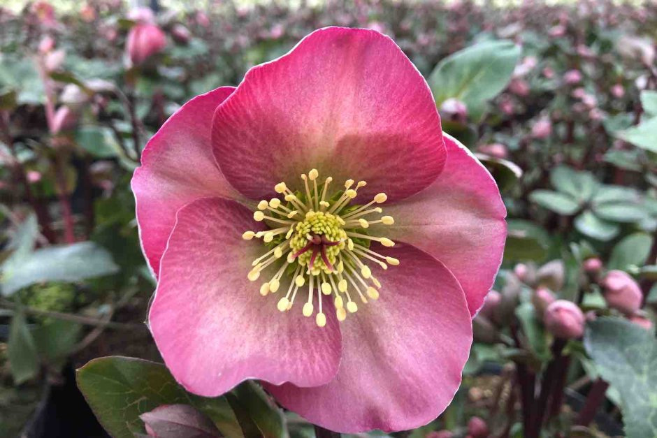 Helleborus Penny Pink