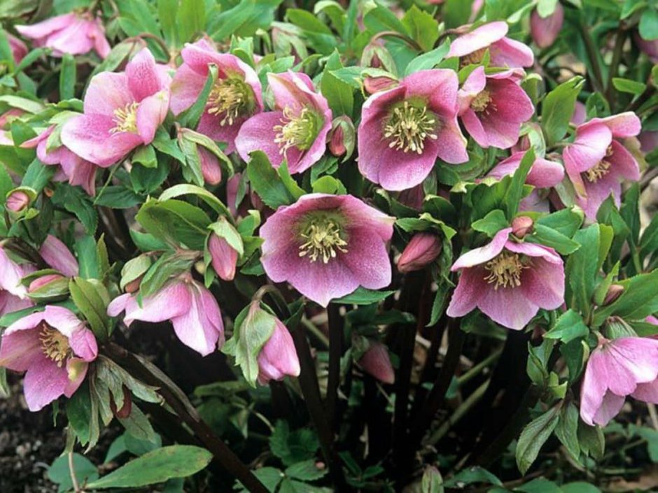 Helleborus orientalis