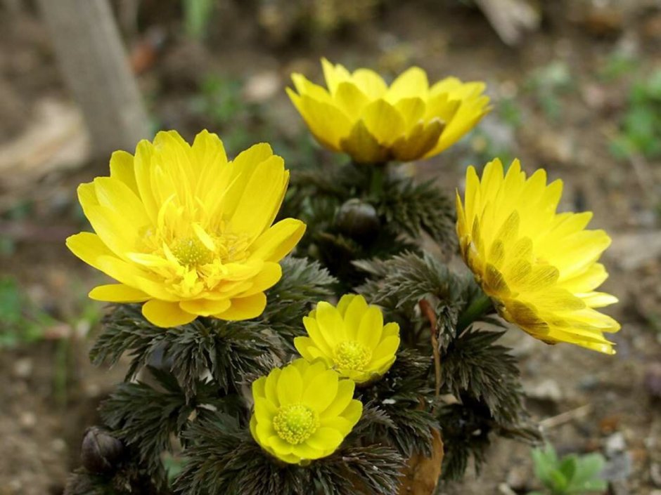 Адонис Амурский Adonis amurensis