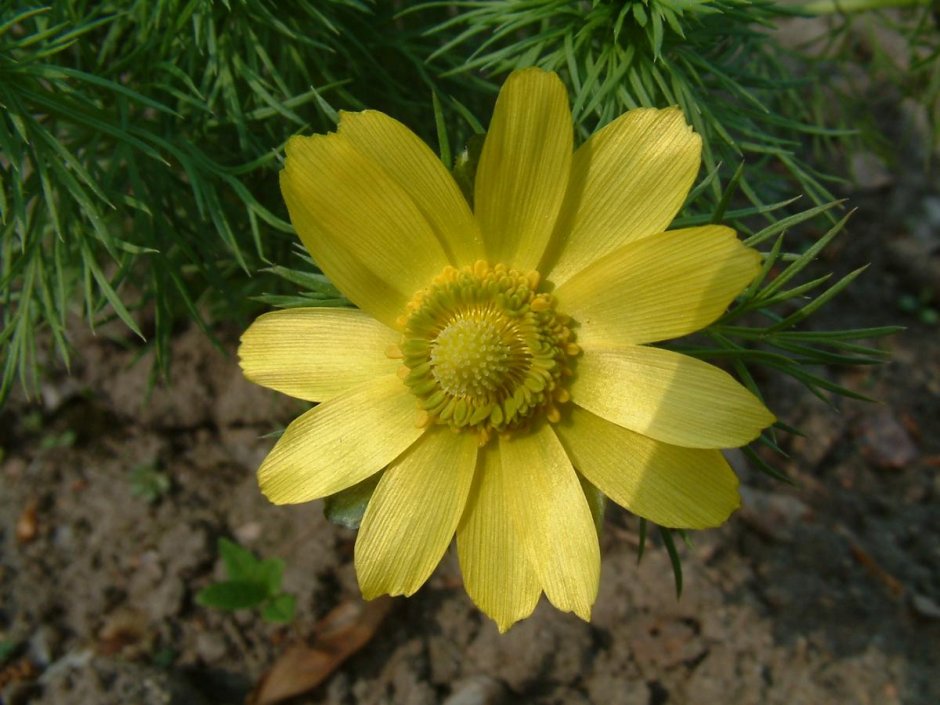 1. Адонис весенний - Adonis vernalis