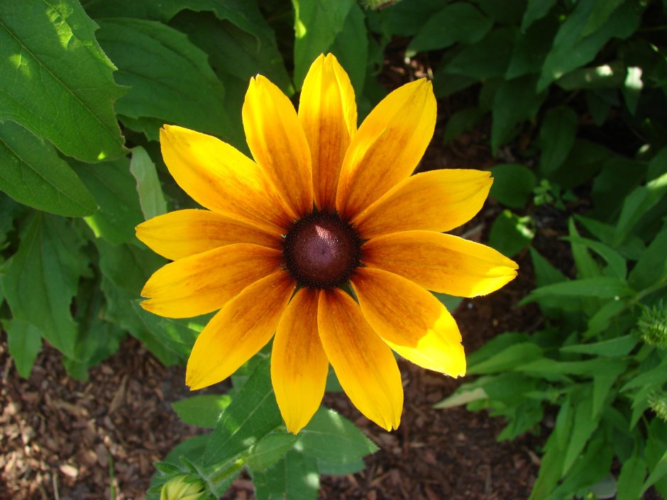 Рудбекия Хирта (Rudbeckia hirta)