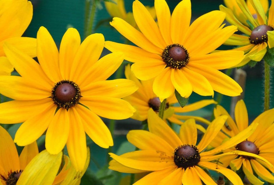 Black eyed Susan цветок