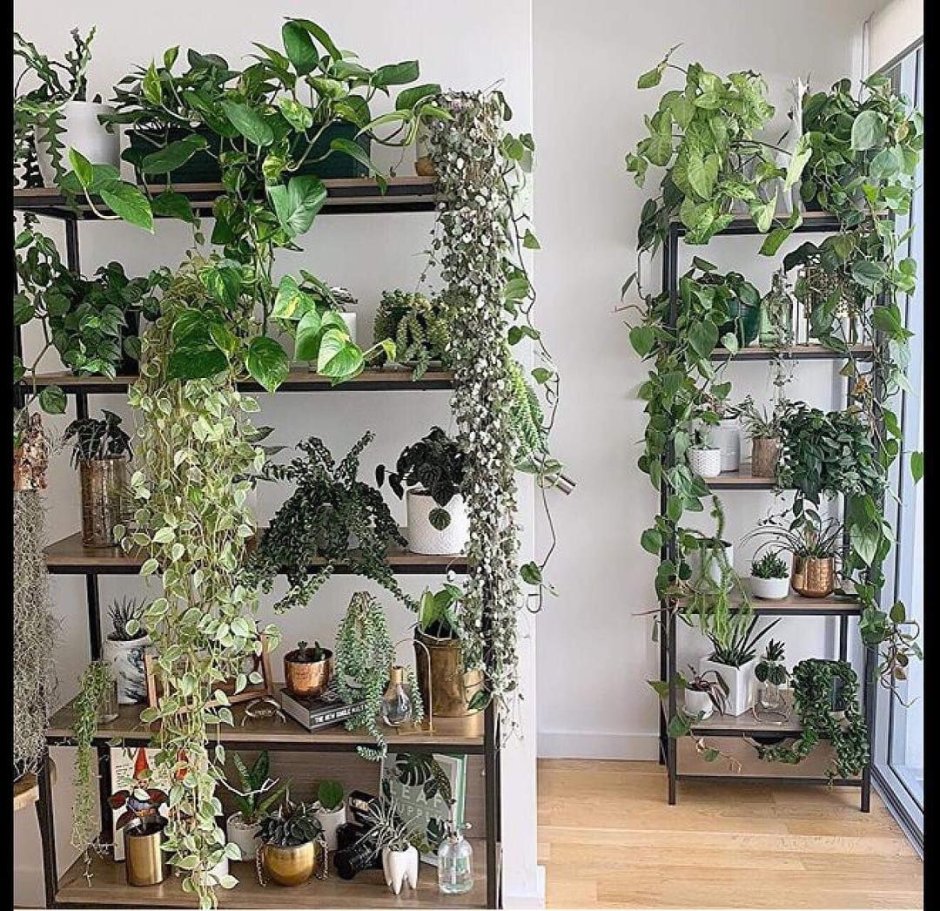 Полки для вьющихся комнатных растений
