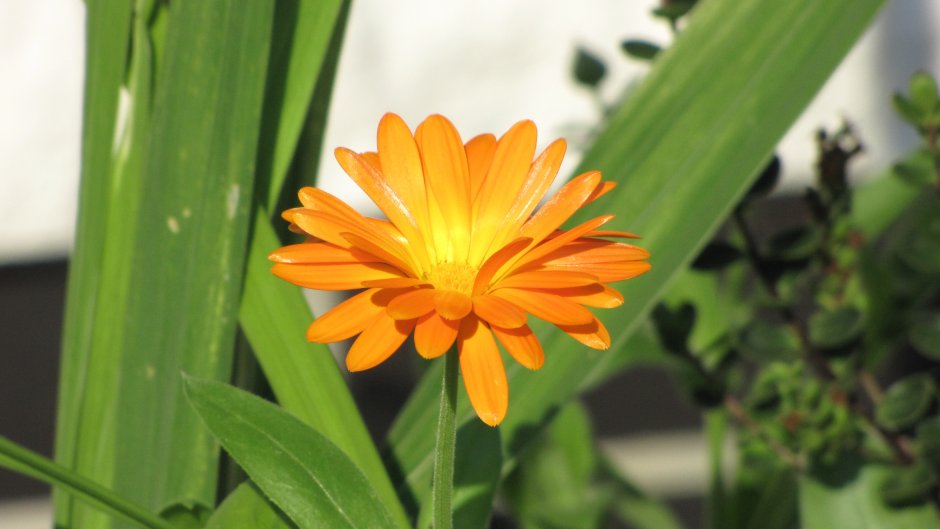 Зеленый цветок с оранжевым цветком