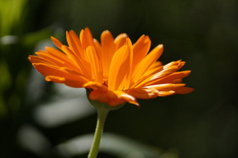 Распускающийся оранжевый цветок