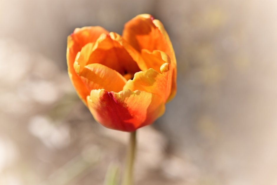 Оранжевые весенние цветы фото высокого разрешения