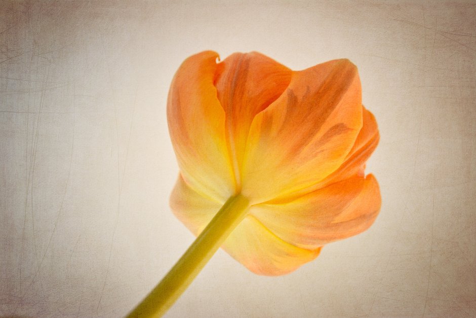 Tulip 431 оранжевый