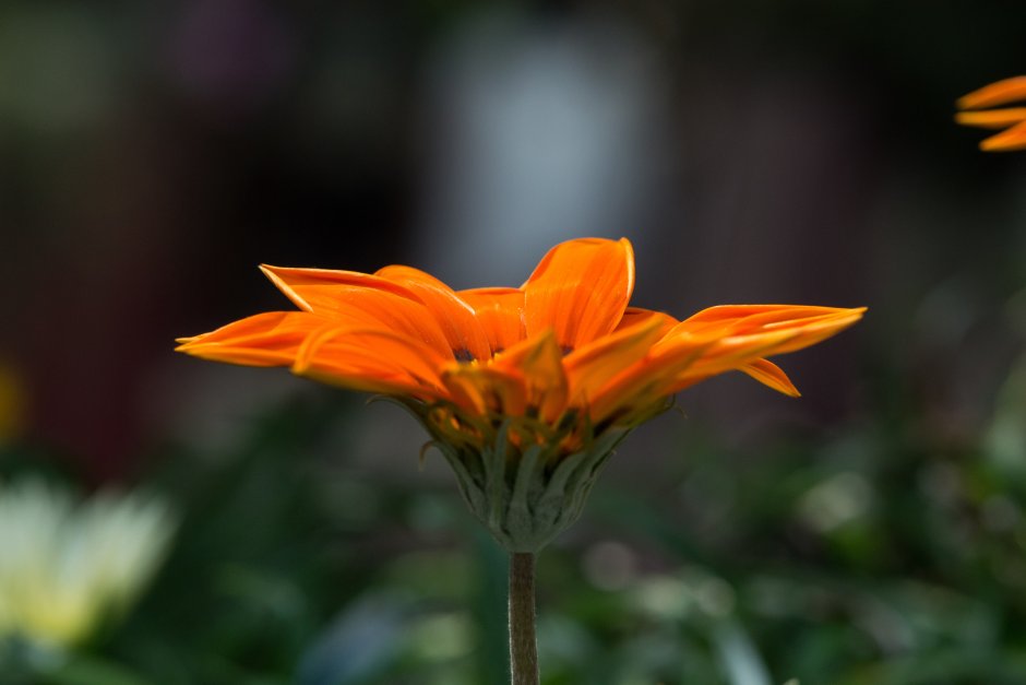 Оранжевый цветок на высоком стебле