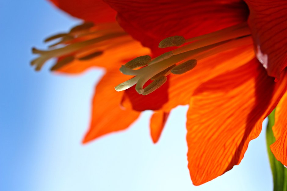 Оранжевые цветы лепесточками