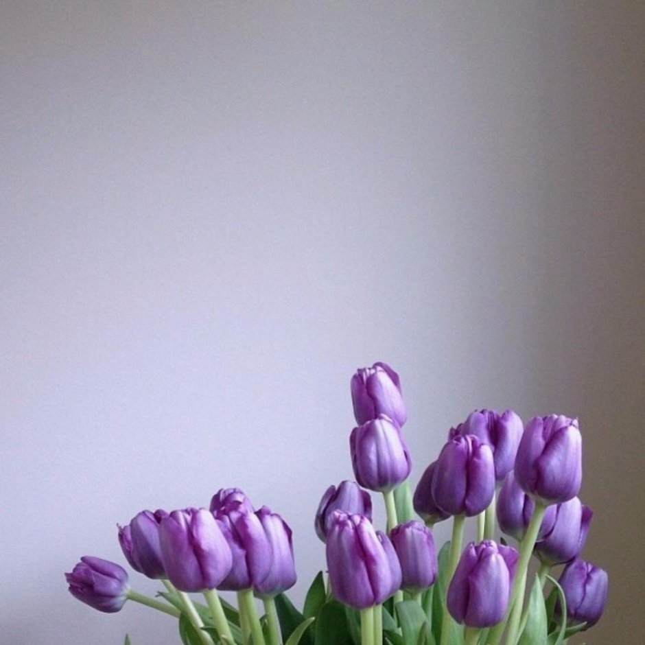 Нежно фиолетовые тюльпаны