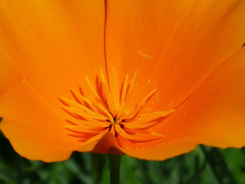 Цветок с оранжевыми лепестками