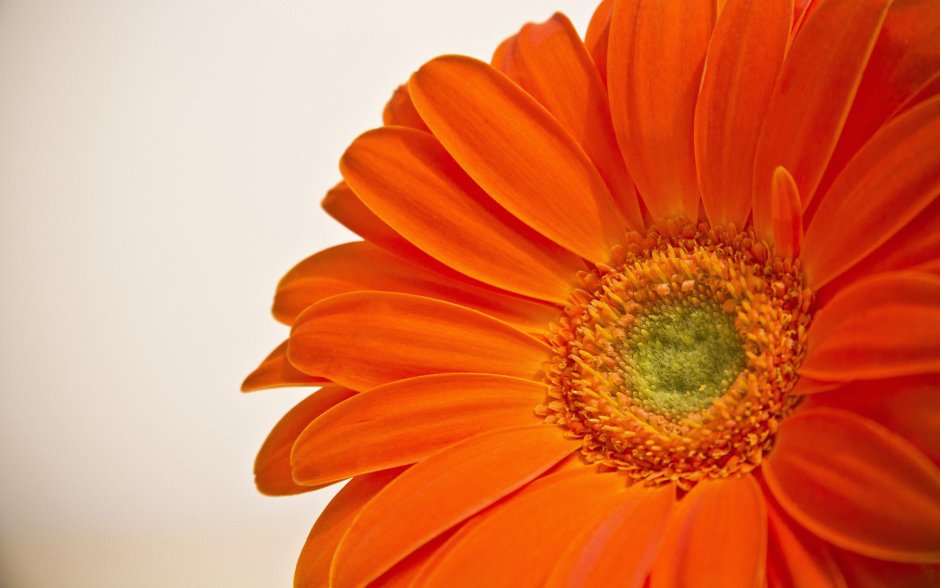 Оранжевые цветы с вытянутым средним лепестком