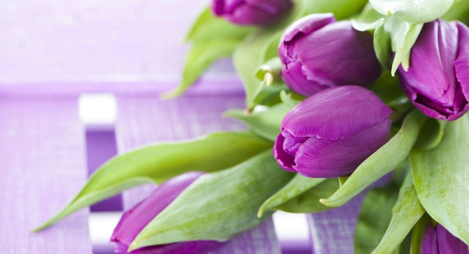 Тюльпаны фиолетовые распущенные
