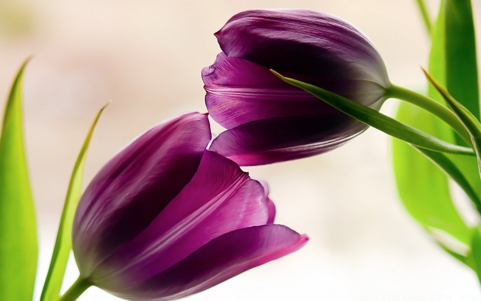 Цветы тюльпаны фиолетовые