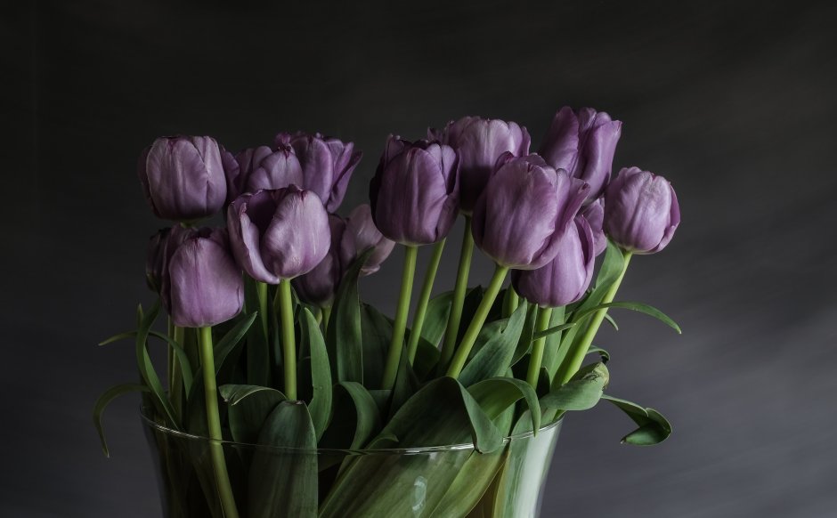 Мигель фиолетовые тюльпаны
