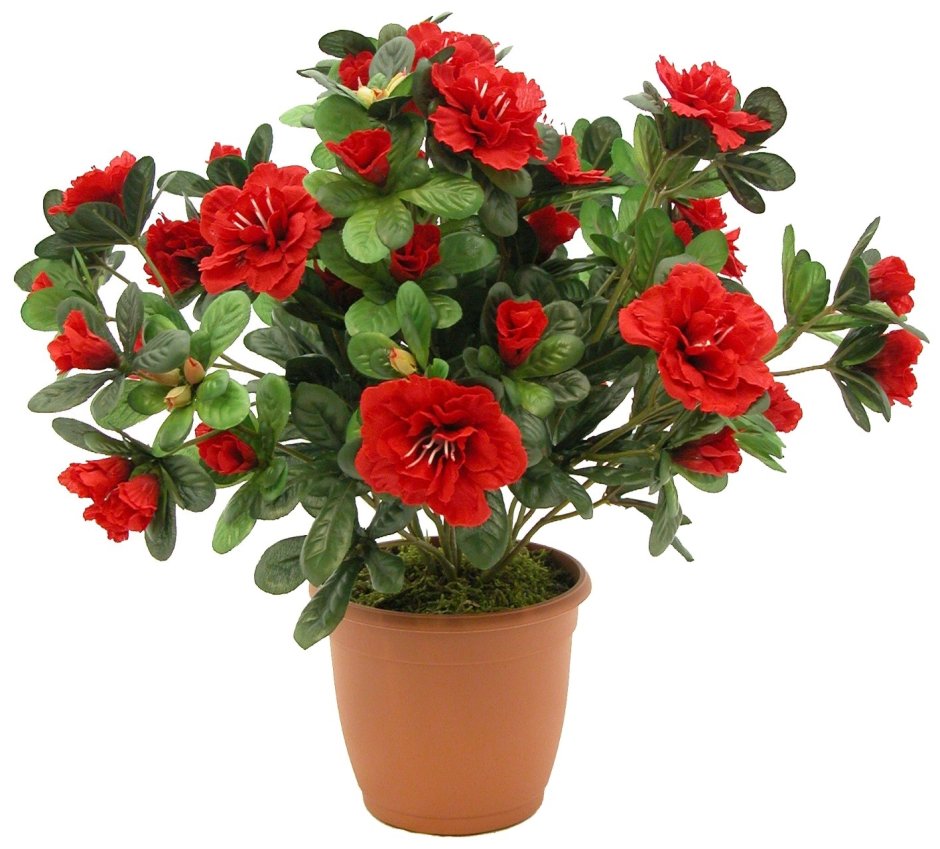 Азалия цветок красный