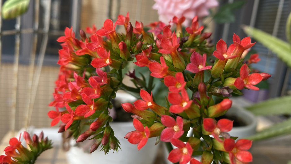 Комнатный цветок с мелкими красными цветочками