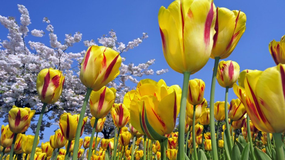 Тюльпан многоцветковый Виннипег