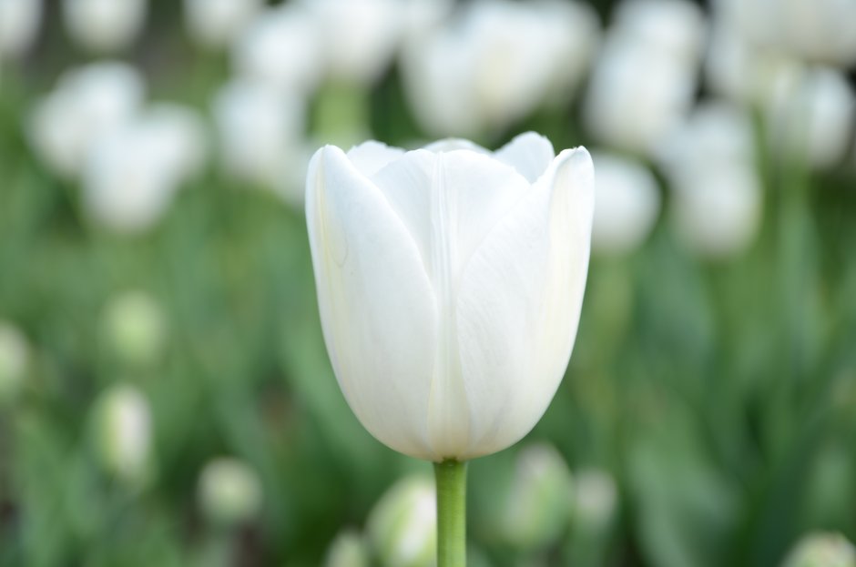 White Palace 600 белый тюльпан