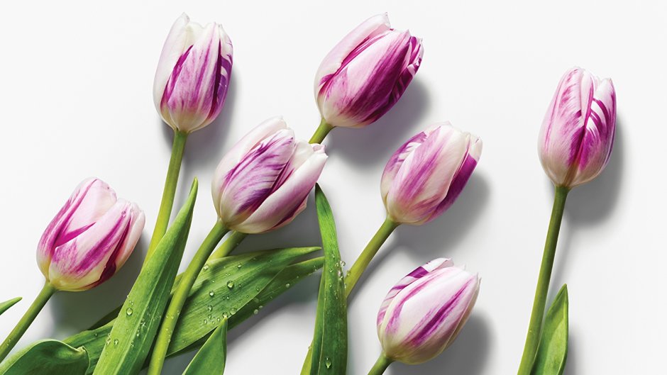 Фиолетовые тюльпаны Tulips Flow