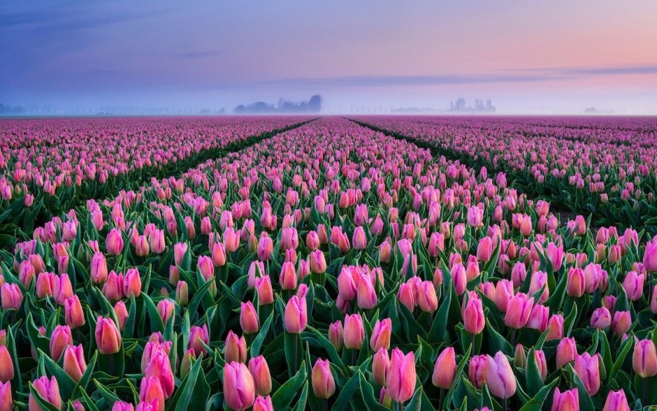 Плантации тюльпанов в Нидерландах