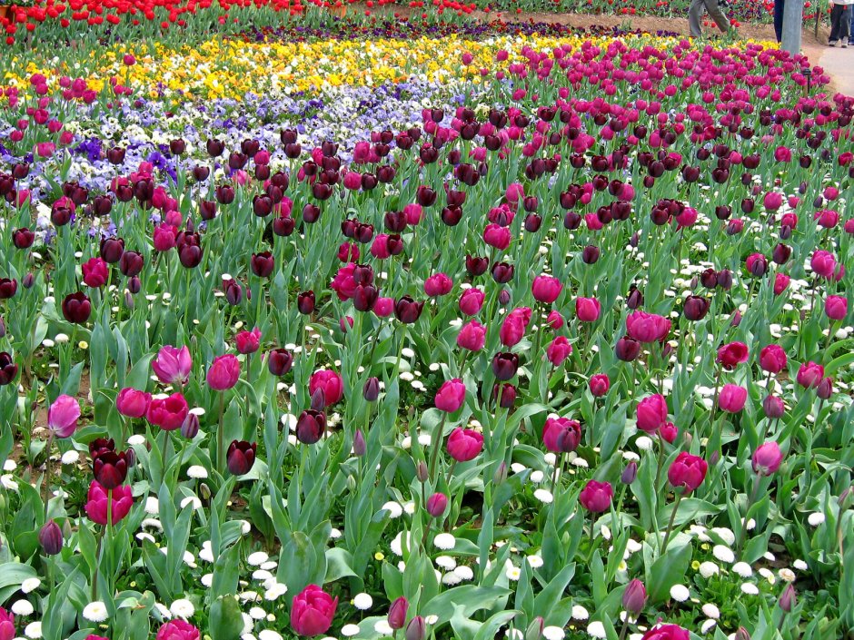 Canberra тюльпан мир тюльпанов