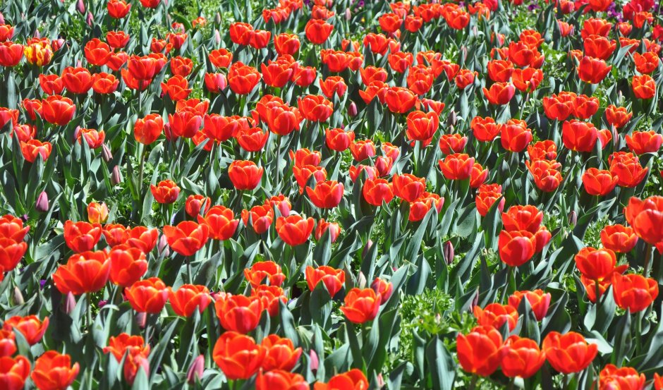 Амстердамщица Цветочная тюльпан