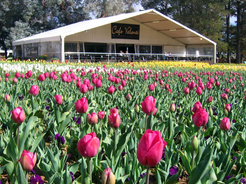 Тюльпан Canberra