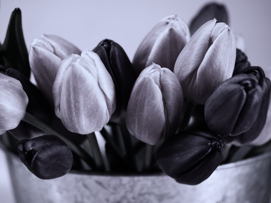 Серые тюльпаны